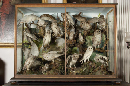 A pair of large wooden display cases with oak graining. Each has two glass panels in front and one on either side. Moulded bases and four bun feet. Inside, each has a painted scene on the back. a) contains a diorama of stuffed European owls of different varieties, mounted on branches or rocks covered in moss and bracken.