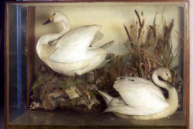 BEWICK SWANS BY HENRY MURRAY IN STORAGE AT THE DOCK MUSEUM BARROW