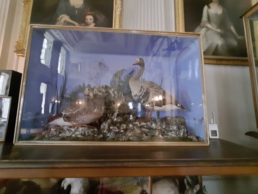 CALKE ABBEY GEESE IN A GLASS CASE