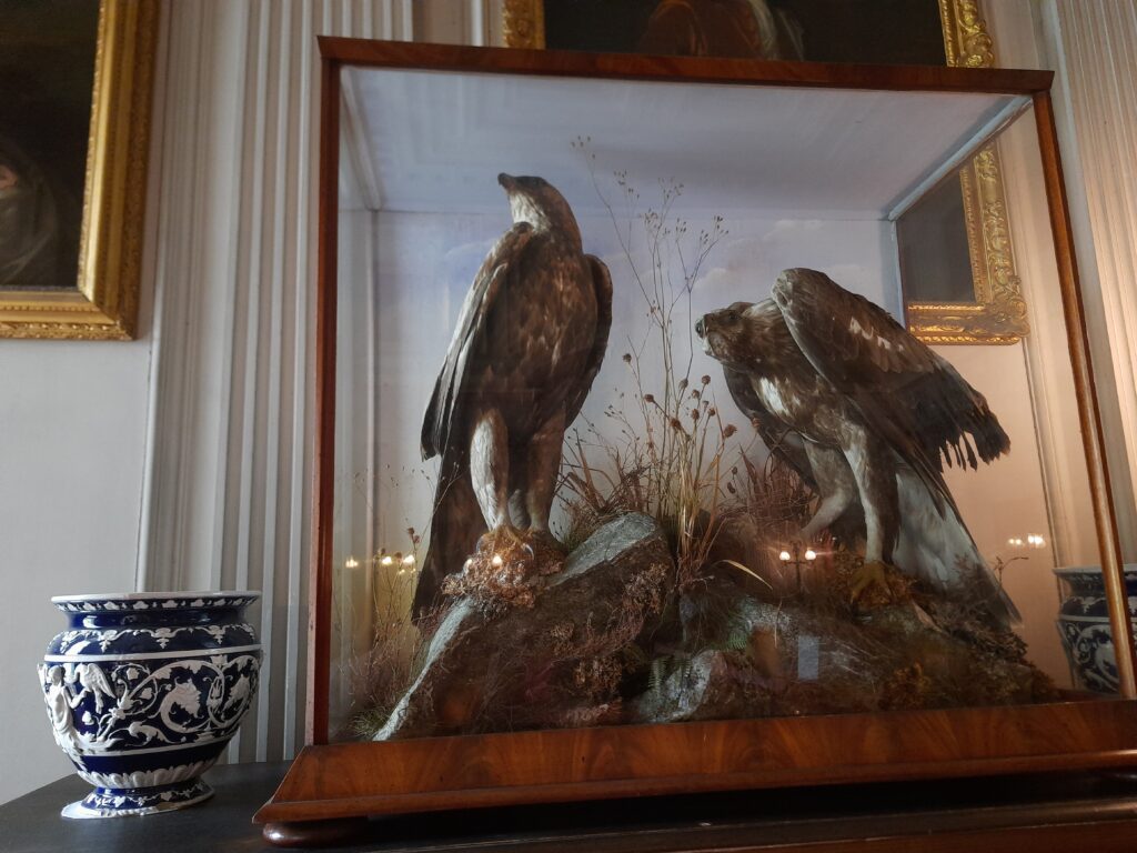 CALKE ABBEY TWO GOLDEN EAGLES IN VICTORIAN GLASS CASE