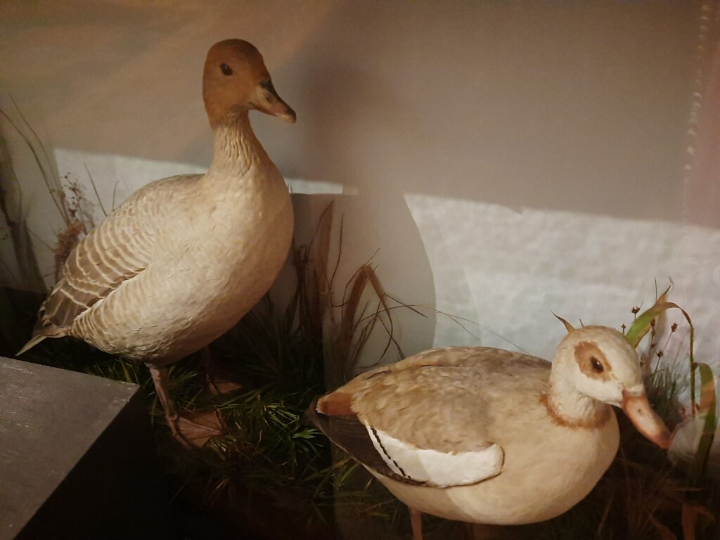 CALKE ABBEY DUCKS IN A GLASS CASE