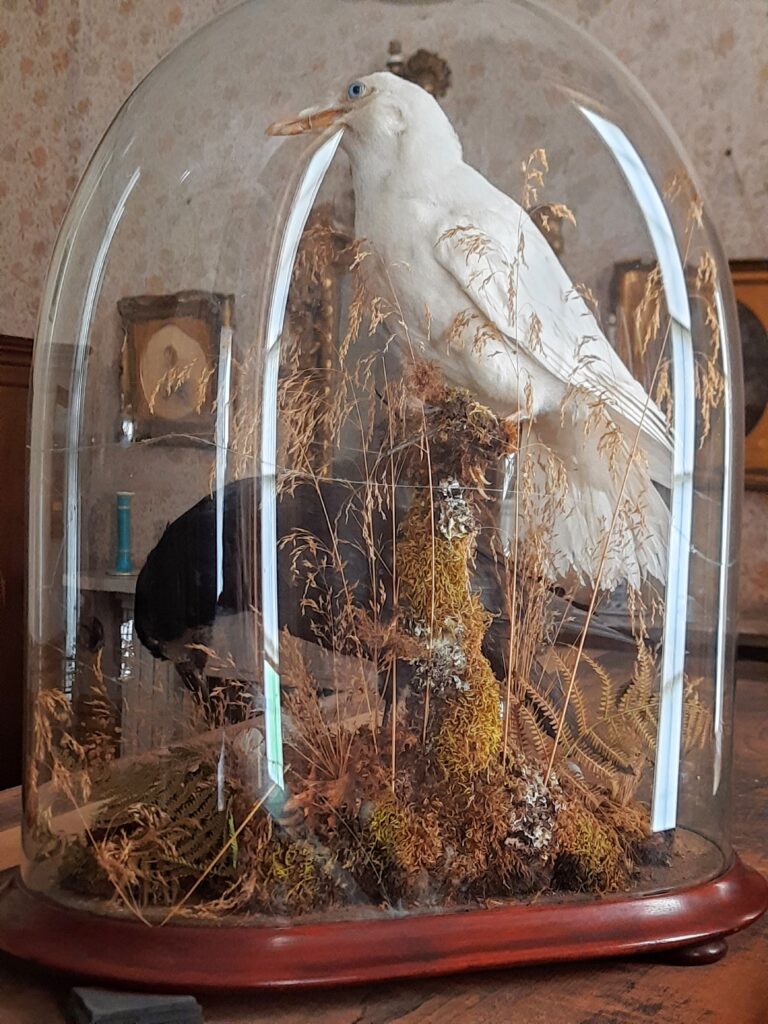 CALKE ABBEY GLASS DOMED BIRDS