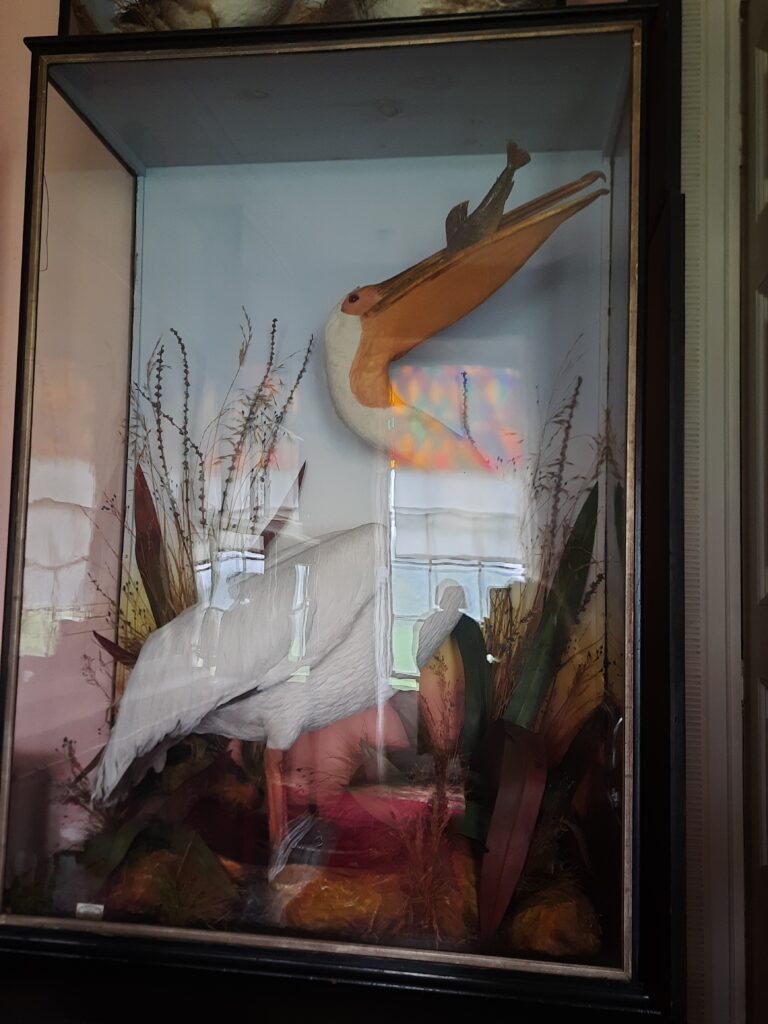 CALKE ABBEY PELICAN IN A GLASS CASE