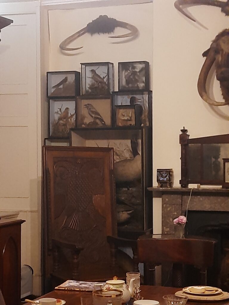 CALKE ABBEY ANTE ROOM STILL WITH MANY TAXIDERMY EXAMPLES