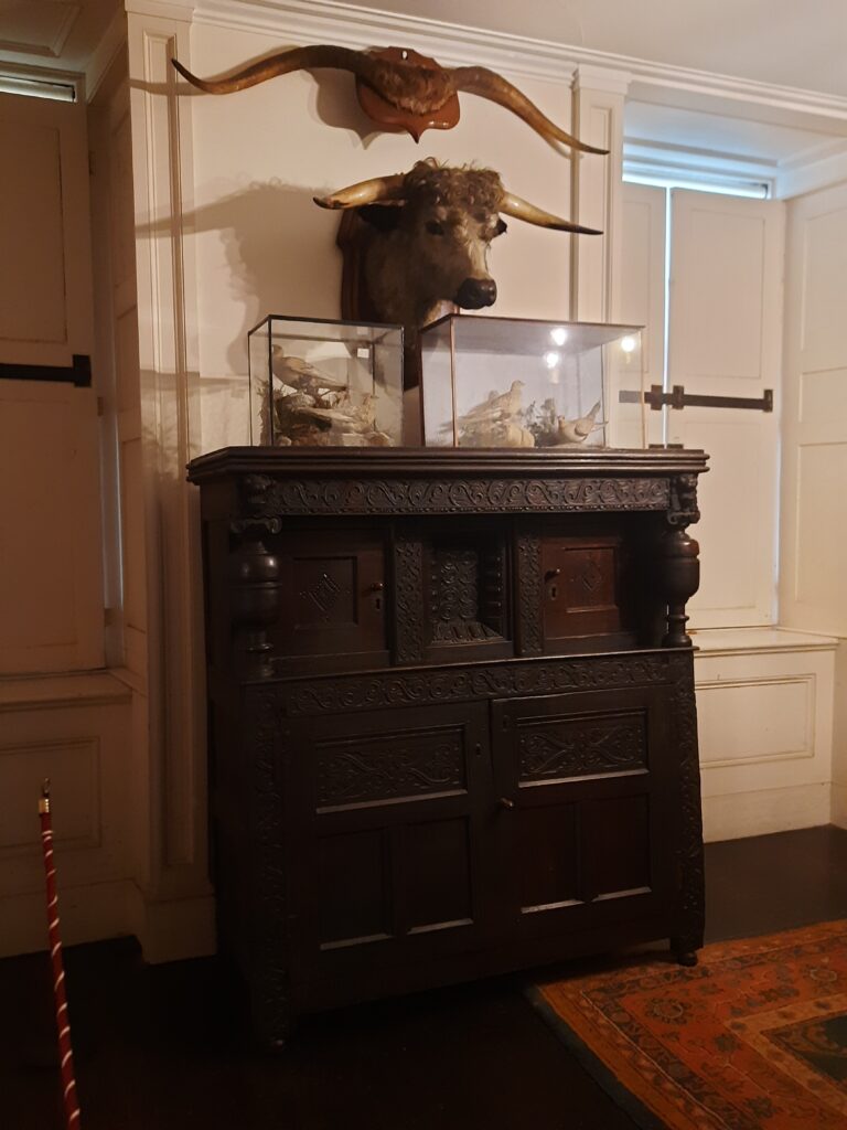 LONG HORNED CATTLE IN CALKE ABBEY ANTE ROOM