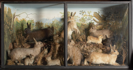 Large rectangular case containing stuffed rabbits of various colours and sizes, some dark brown and some ginger. Moulded sandy base with grasses in it and painted background of low trees with hills and sky above.