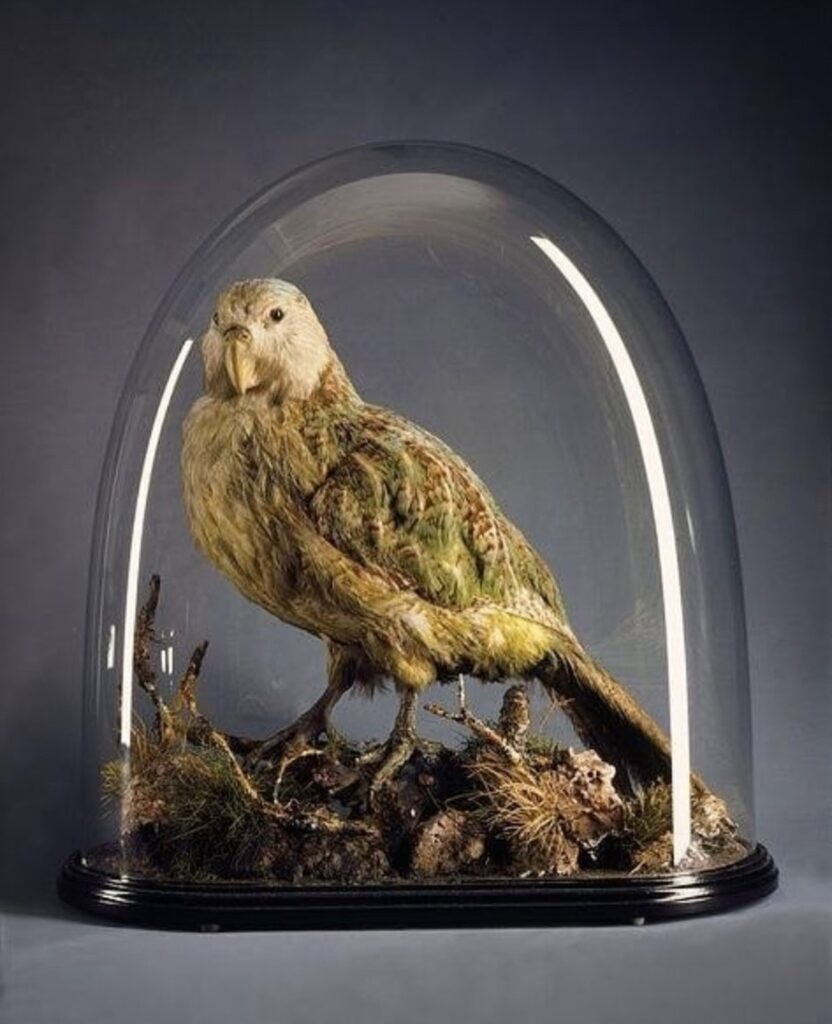 Now extinct Kakapo under a glass dome