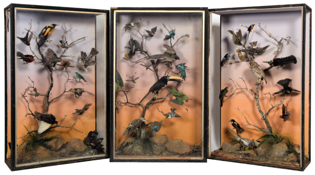 example of work of EF Spicer of Birmingham Taxidermist