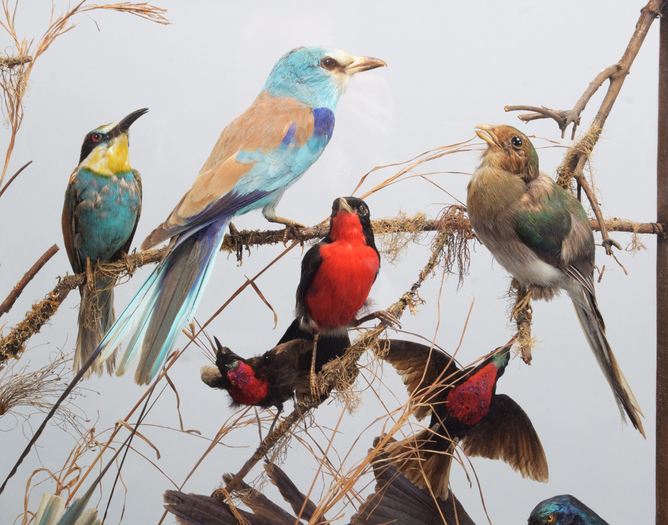 A Cased Display of Exotic Tropical Birds, circa 1891-1921, by Rowland Ward at Tennants