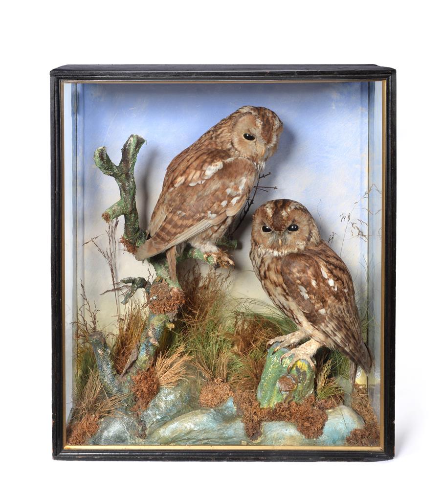 Cased Pair of Tawny Owls (Strix aluco), circa 1924, by E.F. Spicer courtesy of Tennants