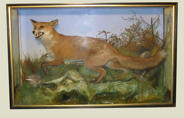 Example of EF Spicer Fox and Rabbit taxidermy