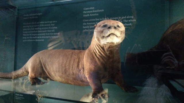 ROTHSCHILD TRING GIANT OTTER