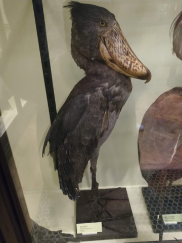 ROTHSCHILD TRING SHOEBILL