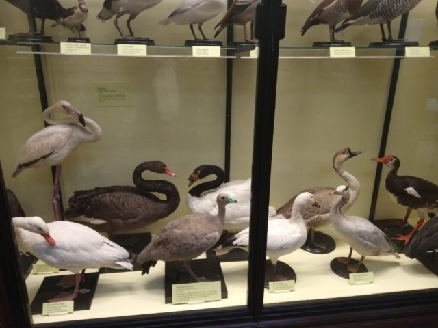 ROTHSCHILD TRING DUCKS GEESE AND WADERS