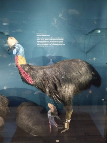 ROTHSCHILD TRING CASSOWARY