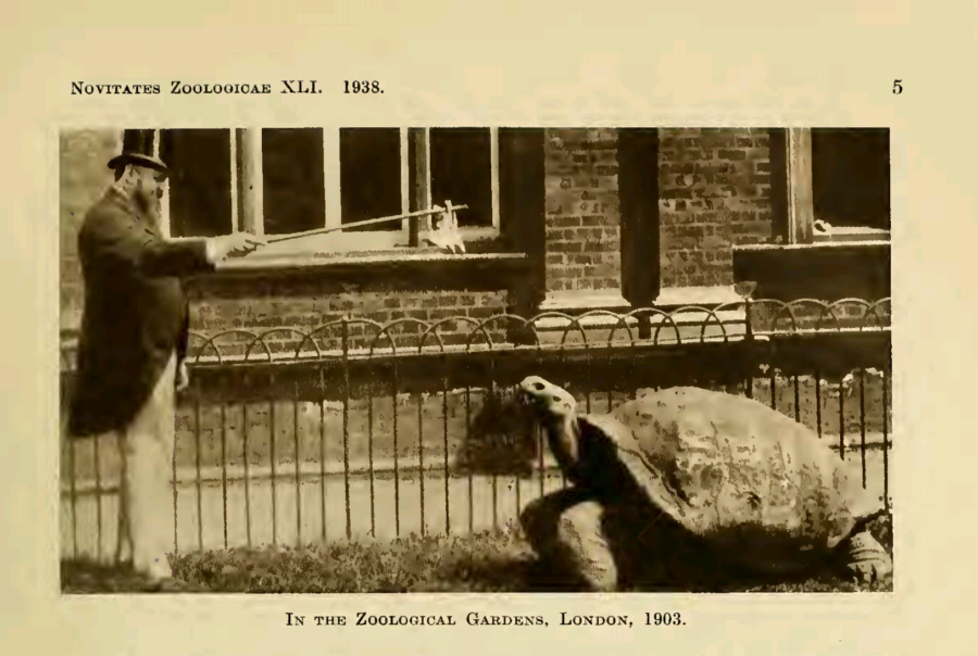 ROTHSCHILD TRING GIANT TORTOISE