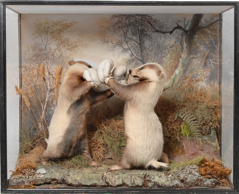 Boxing Badger Cubs by Peter Spicer